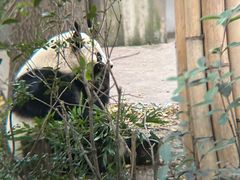 -成都大熊猫繁育研究基地