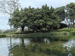 -荔湾湖公园