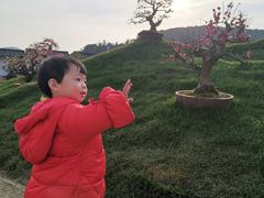 -香雪海