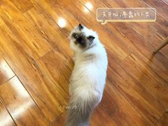 -喵园·猫主题咖啡厅·撸猫·猫咖(国贸店)