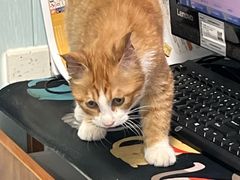 -纳吉亚猫专科动物诊疗中心(蒋宅口分院)