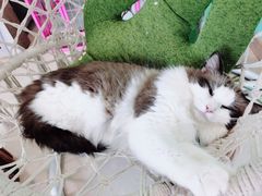 -猫在这儿猫咪咖啡馆·撸猫馆