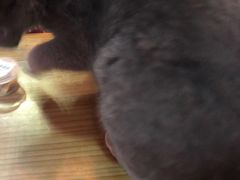 -猫色咖啡·猫咖