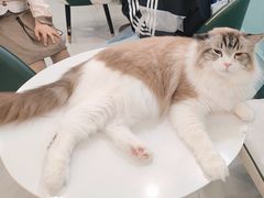 -安格丽娜·狗咖·猫咖羊驼咖(春熙路百盛商场店)