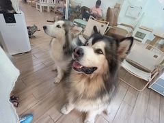 -李小姐の猫咖啡馆(五角场店)