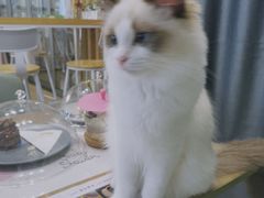 -MOYOYO猫咪咖啡店