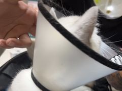 -关爱动物医院·心脏·中兽医·异宠(金牛路分院)