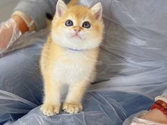 -糯米喵星人总部直营旗舰店·猫舍·幼猫出售