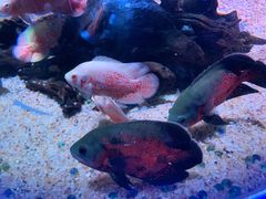 -海合安青岛极地海洋公园