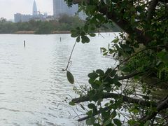 -华侨城湿地公园