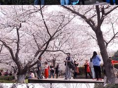 -武汉大学-樱园