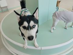 -怪兽屋·羊驼·猫咖·狗咖(俊华广场店)