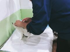 -守诺宠物医院·眼科· 特色牙科·异宠专科(虹口店)