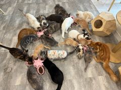 -楼上猫咖(罗湖店)