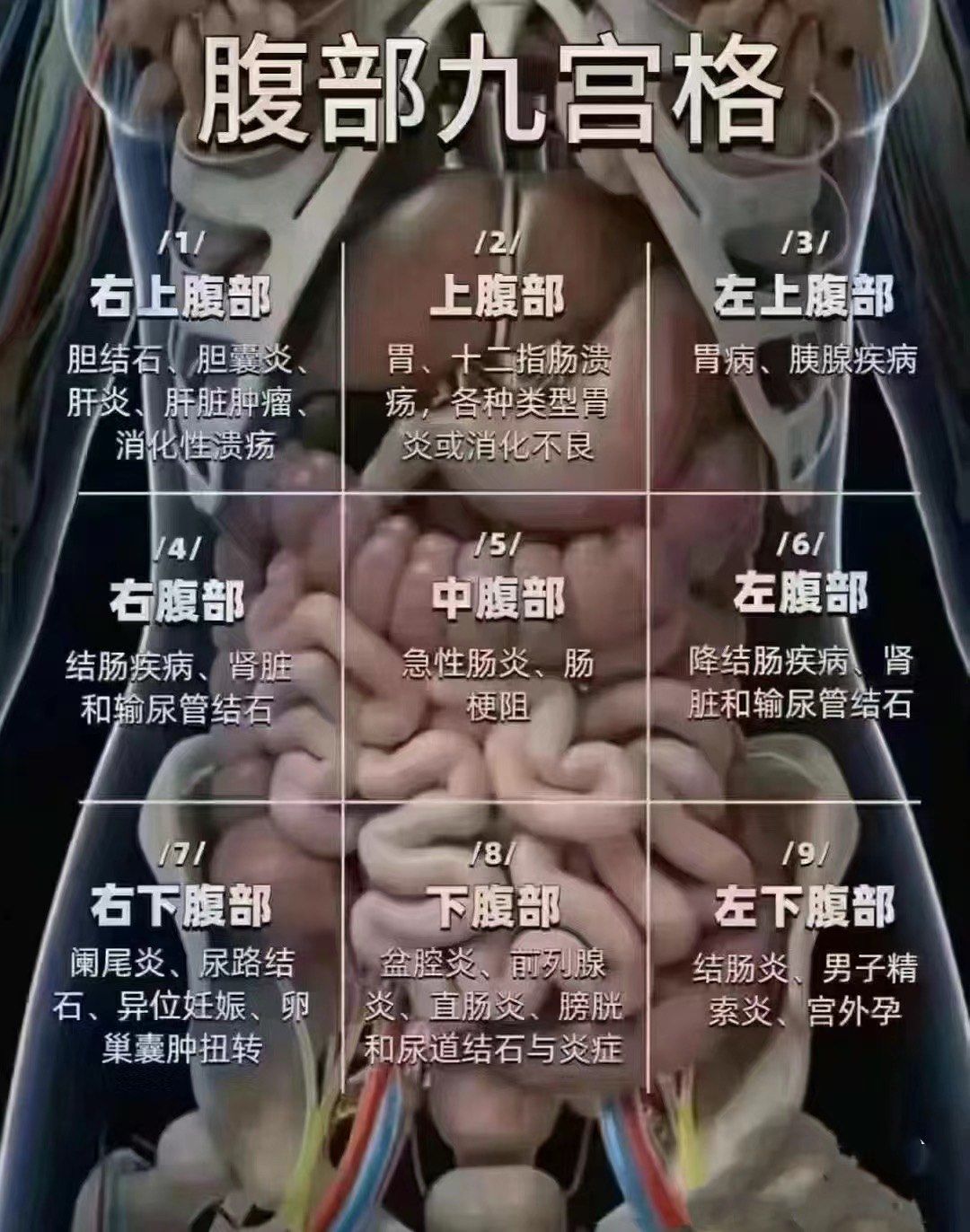 腹部9宫格了解身体结构