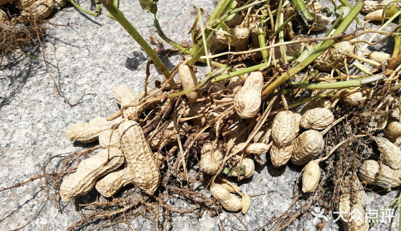 今年广东夏日的荔枝现摘现吃最甜！
