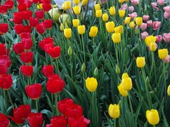 -洛阳郁金香牡丹园