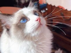 -翊宠yipet猫狗购宠庄园犬舍•猫舍