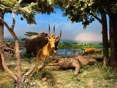 -国家自然博物馆