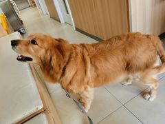 -宠福鑫康馨动物医院·骨科·眼科
