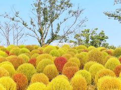 -花开海上生态园