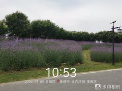 -金卉庄园
