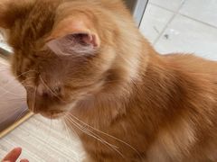 -藏猫猫咖啡主题馆(中央大道店)