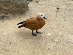 -武汉紫薇都市田园