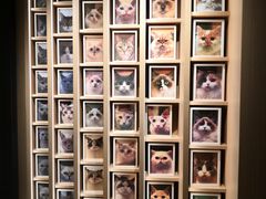 -CAT’S MEWSTAR CAFE·喵星球猫屋(晴湾咖啡店)