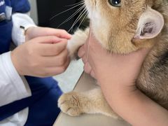 -伟伟宠物医院·瑞派猫友好医院·猫科(光谷店)