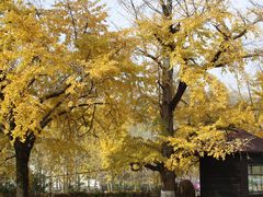 -千年银杏谷文化旅游区