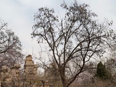 -桃花堤公园