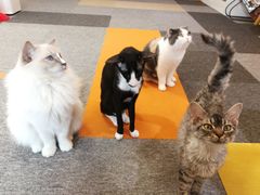 -米宠家·撸猫猫咖小萌宠·猫咪洗澡·猫咪寄养(高新大都荟店)