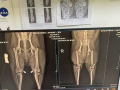 -谐和益家动物医院·免疫绝育·血液透析·宠保定点医院(高新伊藤分院)