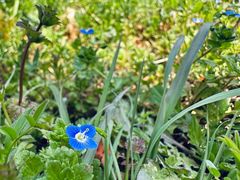 -桑洲油菜花景区