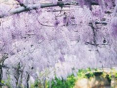 -圣母百花圣殿