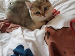 -欣宠猫屋·矮脚拿破仑·蓝金金渐层