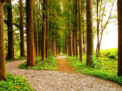 -上海长兴岛郊野公园