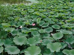 -长春市南湖公园