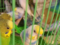 -清平路水族市场