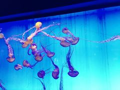 -上海海洋水族馆