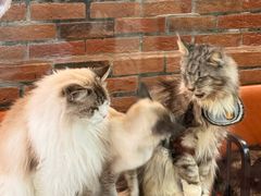 -豆逗聊愈猫阁Easy Life