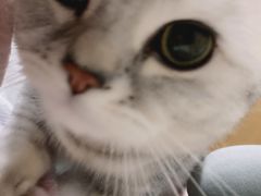 -伟伟宠物医院·CT影像中心·瑞派犬猫综合性门诊(汉口总院)
