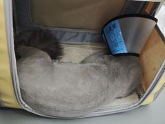 -艾贝尔宠物医院·24H转诊中心·肿瘤猫专科(江宁双龙店)