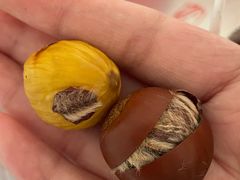 -杨记板栗(天虹总店)