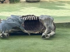 -新加坡飞禽公园