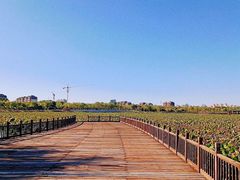 -天津东丽湖风景区