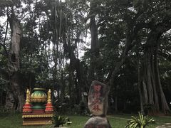 -瑞丽独树成林风景区