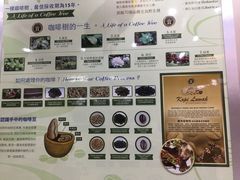 -巴厘岛黄金金兔咖啡工厂