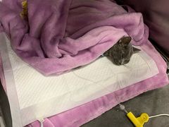 -宠爱国际动物医院· 猫科· 外科·中兽医(长白店)
